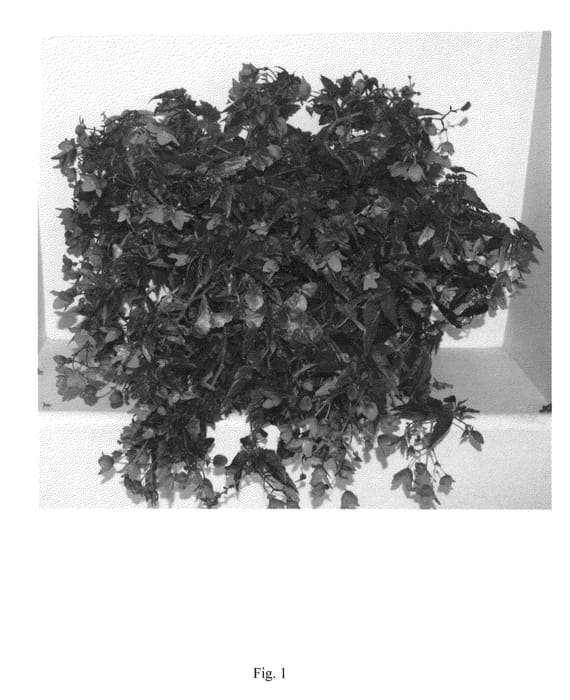 Figure 1 of US plant patent PP22625, the photograph of BBERO13-0 printed in the patent.