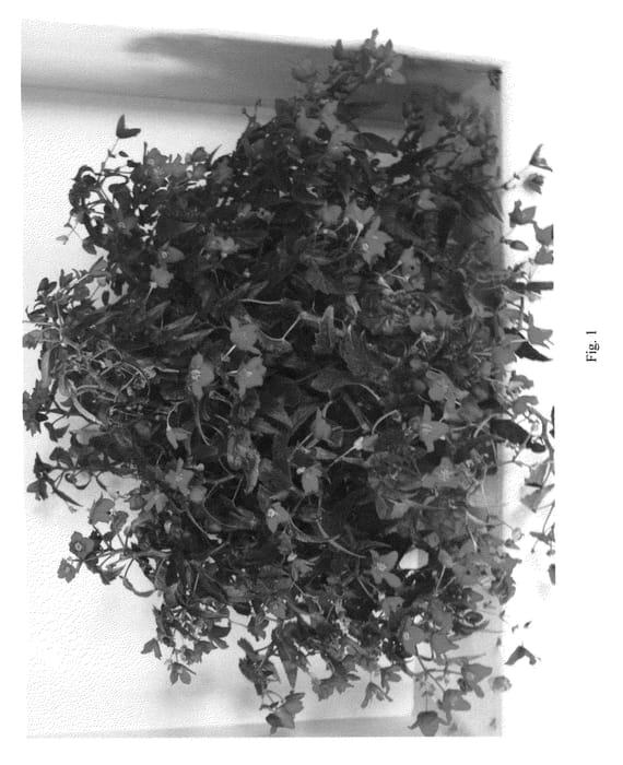 Figure 1 of US plant patent PP22626, the photograph of BBERE14-0 printed in the patent.