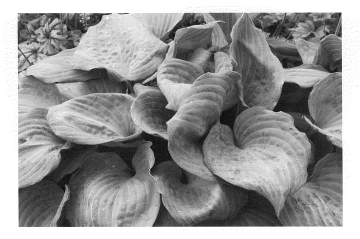 Figure 1 of US plant patent PP22627, the photograph of Aquamarine printed in the patent.