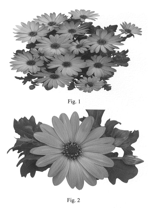 Figure 1 of US plant patent PP22628, the photograph of SAKOST8077 printed in the patent.