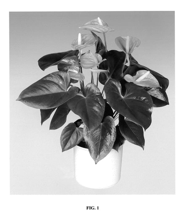 Figure 1 of US plant patent PP22629, the photograph of Anthcaszim printed in the patent.