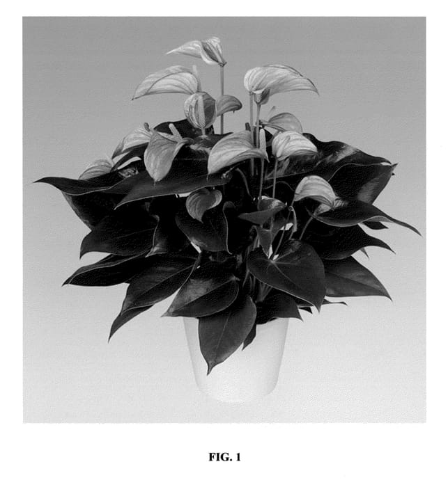 Figure 1 of US plant patent PP22630, the photograph of Anthucoen printed in the patent.