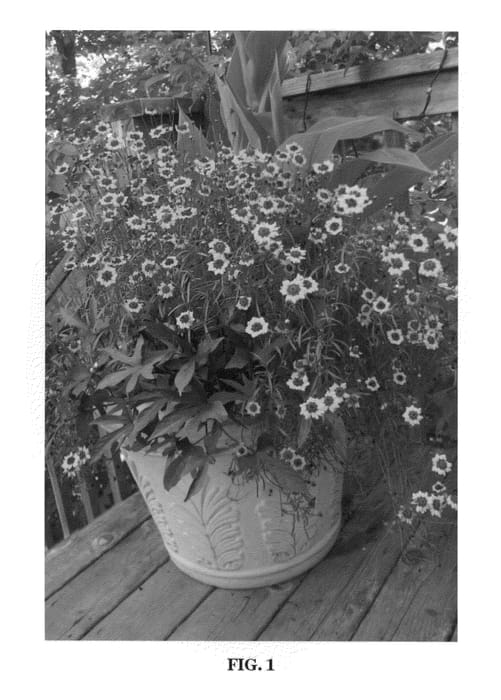 Figure 1 of US plant patent PP22631, the photograph of Cha Cha Cha printed in the patent.