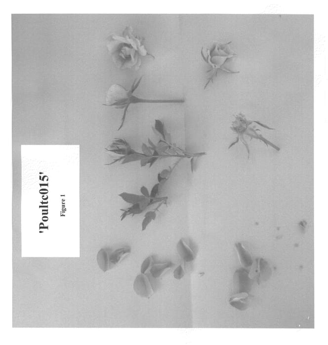 Figure 1 of US plant patent PP22632, the photograph of Poultc015 printed in the patent.