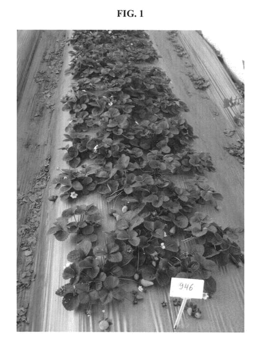 Figure 1 of US plant patent PP22633, the photograph of BARAK printed in the patent.