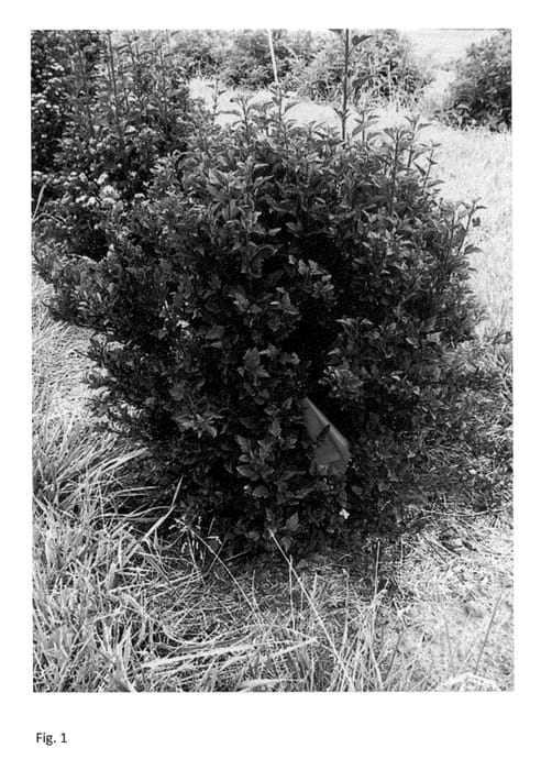 Figure 1 of US plant patent PP22634, the photograph of Donna May printed in the patent.