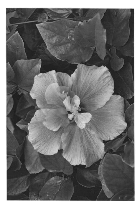 Figure 1 of US plant patent PP22635, the photograph of DUP-CHR printed in the patent.