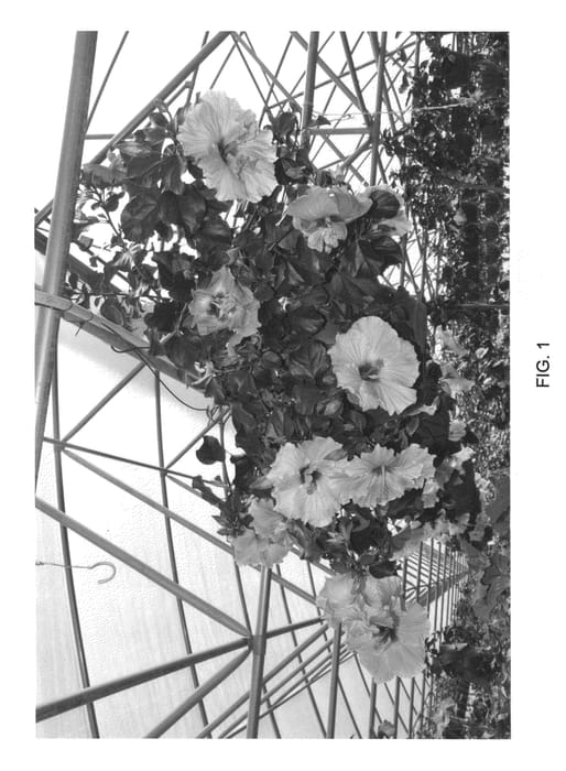 Figure 1 of US plant patent PP22636, the photograph of DUP-RRAS printed in the patent.