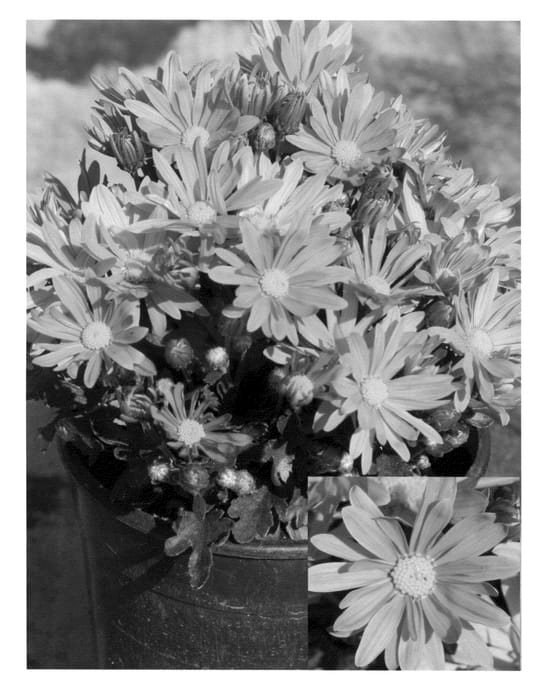 Figure 1 of US plant patent PP22637, the photograph of Synmar Pinka printed in the patent.