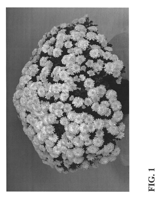 Figure 1 of US plant patent PP22638, the photograph of Zanmupearly printed in the patent.