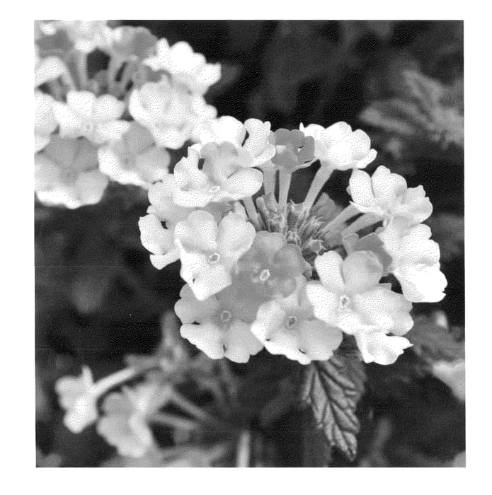 Figure 1 of US plant patent PP22639, the photograph of Duempflapea printed in the patent.