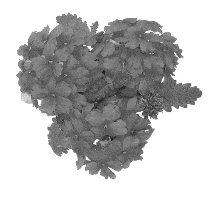 Figure 1 of US plant patent PP22640, the photograph of Duempsalpi printed in the patent.