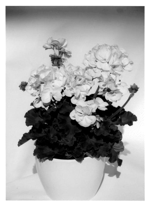 Figure 1 of US plant patent PP22641, the photograph of KLEPZ10272 printed in the patent.