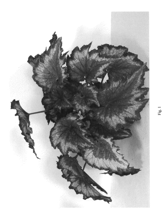 Figure 1 of US plant patent PP22642, the photograph of BRXPE11 printed in the patent.