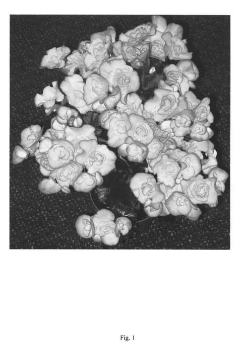 Figure 1 of US plant patent PP22643, the photograph of HV01B1 printed in the patent.