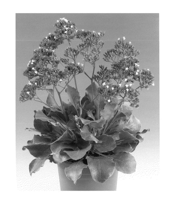 Figure 1 of US plant patent PP22644, the photograph of Zalimsal printed in the patent.