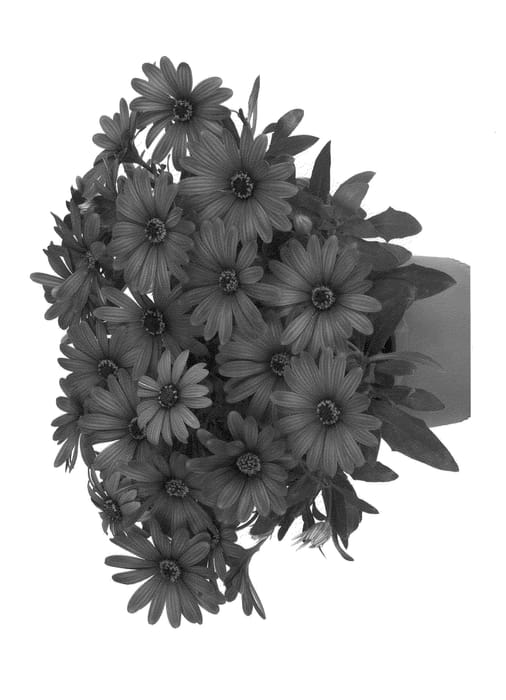 Figure 1 of US plant patent PP22645, the photograph of Duetiswipu printed in the patent.