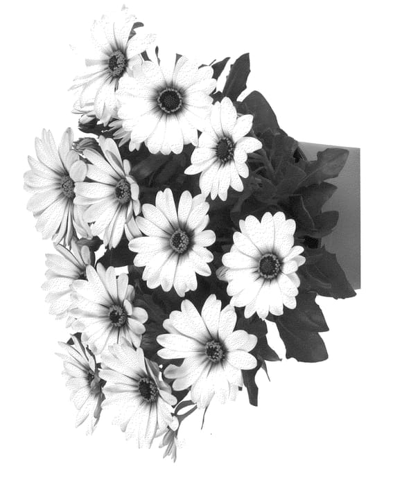 Figure 1 of US plant patent PP22646, the photograph of Duetiswirowi printed in the patent.