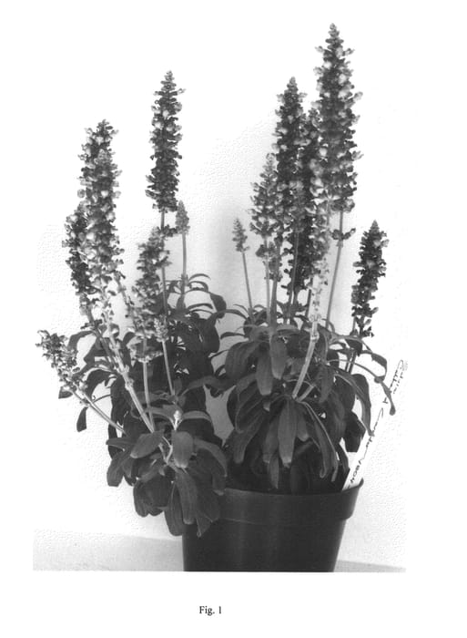 Figure 1 of US plant patent PP22647, the photograph of CATHEDRAL SKY LAVENDER printed in the patent.