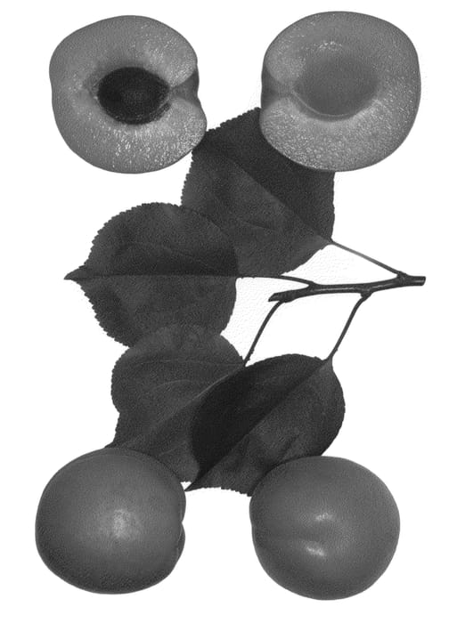 Figure 1 of US plant patent PP22648, the photograph of Betty-Cot printed in the patent.