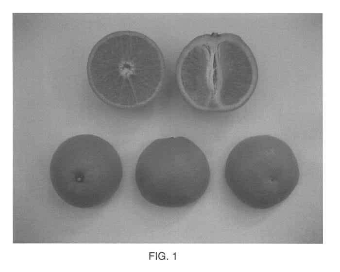 Figure 1 of US plant patent PP22649, the photograph of FairchildLS printed in the patent.