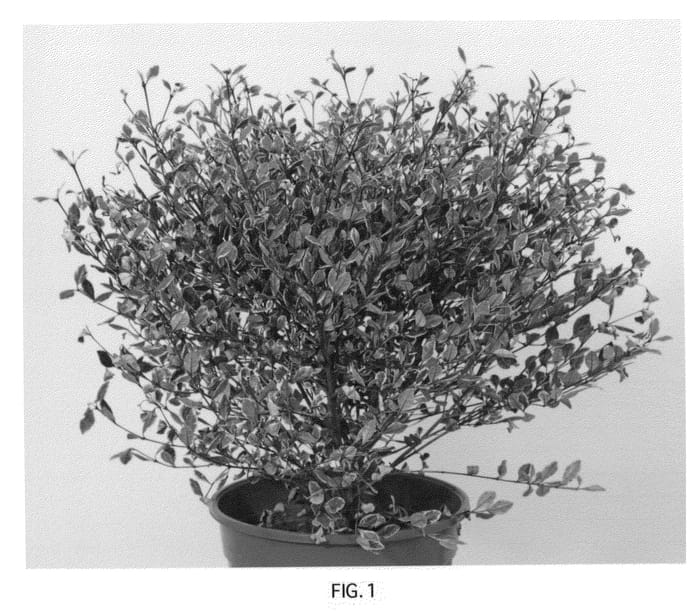 Figure 1 of US plant patent PP22650, the photograph of Magic Dragon printed in the patent.