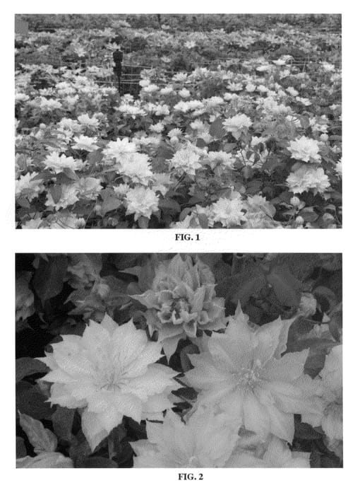 Figure 1 of US plant patent PP22651, the photograph of Zodaki printed in the patent.