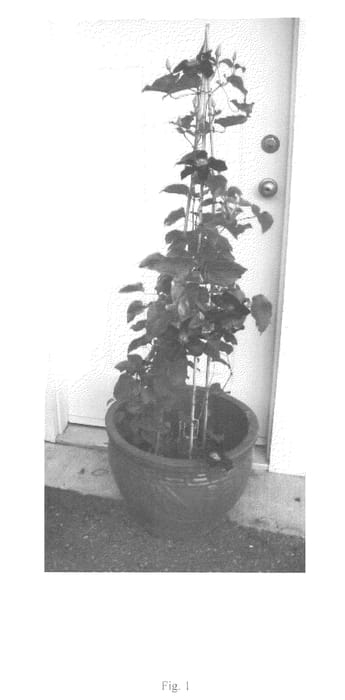 Figure 1 of US plant patent PP22652, the photograph of UNAI 005 printed in the patent.