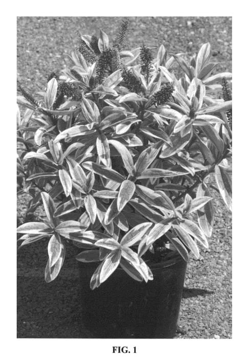 Figure 1 of US plant patent PP22653, the photograph of Grace Kelly printed in the patent.