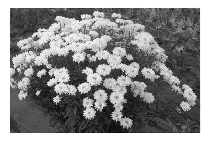 Figure 1 of US plant patent PP22654, the photograph of Victorian Secret printed in the patent.