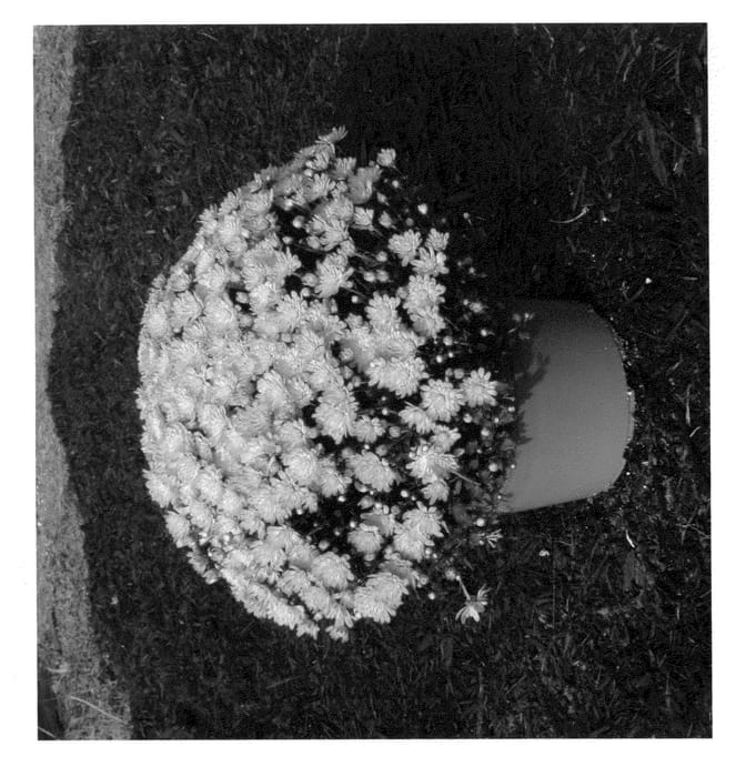 Figure 1 of US plant patent PP22655, the photograph of Synjac Peafus printed in the patent.