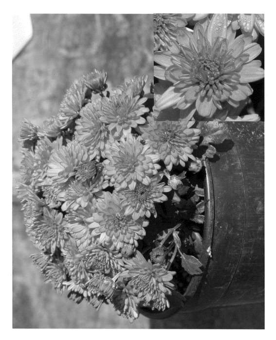Figure 1 of US plant patent PP22656, the photograph of Synazy Urcoral printed in the patent.