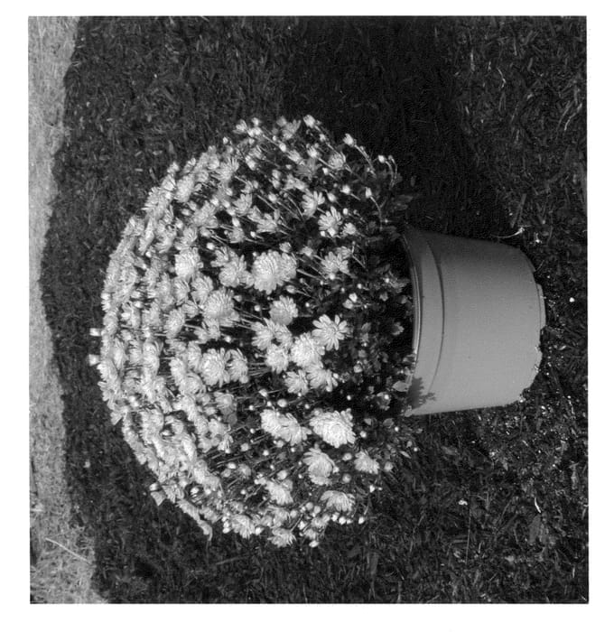 Figure 1 of US plant patent PP22657, the photograph of Synjac Oranfus printed in the patent.
