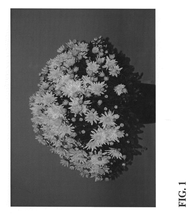 Figure 1 of US plant patent PP22658, the photograph of Zanmucandle printed in the patent.