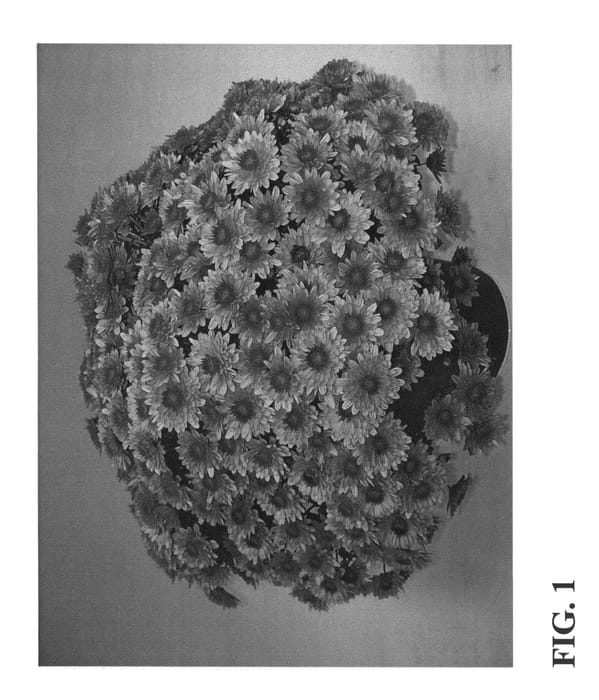 Figure 1 of US plant patent PP22659, the photograph of Zanmuaval printed in the patent.
