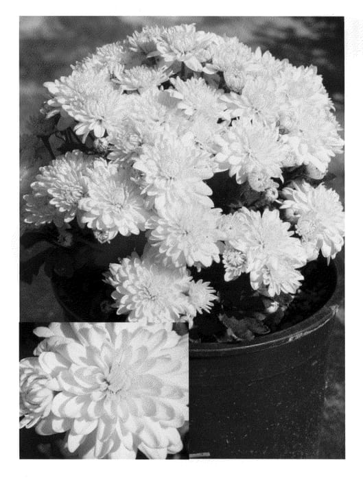 Figure 1 of US plant patent PP22660, the photograph of Synwil Yel printed in the patent.