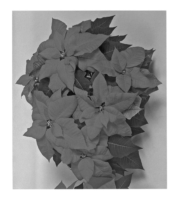 Figure 1 of US plant patent PP22661, the photograph of Fisearltez printed in the patent.