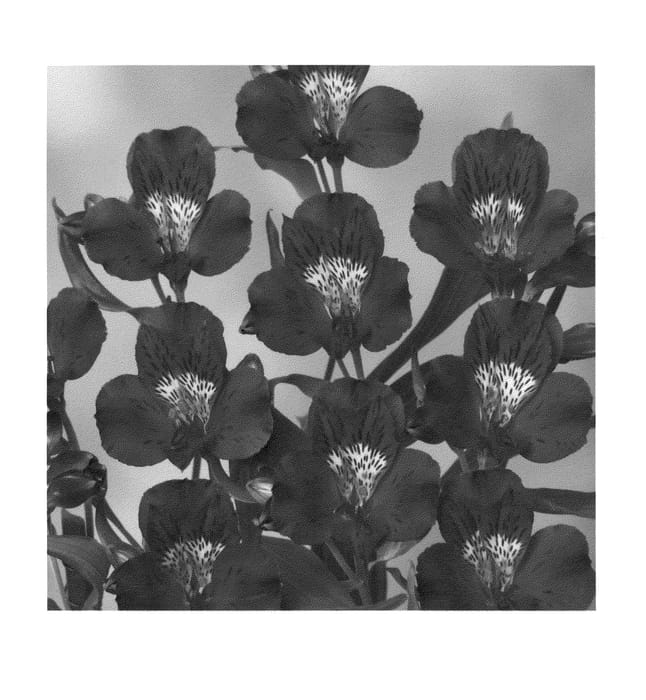 Figure 1 of US plant patent PP22662, the photograph of Zalsacorf printed in the patent.