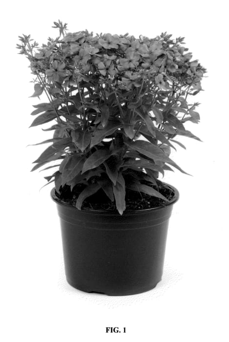 Figure 1 of US plant patent PP22663, the photograph of Barsixtythree printed in the patent.