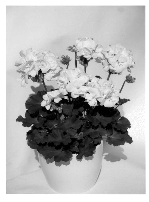 Figure 1 of US plant patent PP22664, the photograph of KLEPZ10271 printed in the patent.