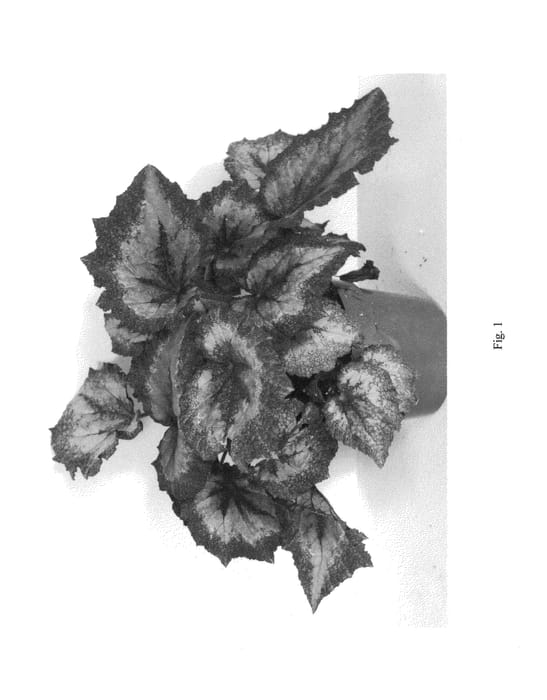 Figure 1 of US plant patent PP22665, the photograph of BRXCA17 printed in the patent.