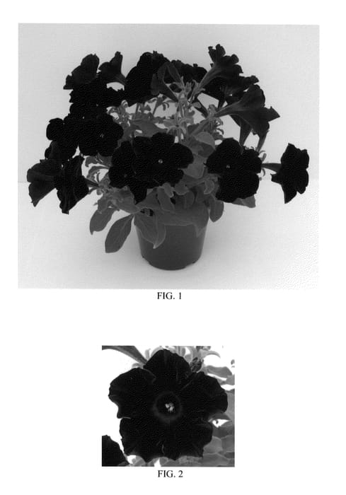 Figure 1 of US plant patent PP22666, the photograph of Balpevac printed in the patent.