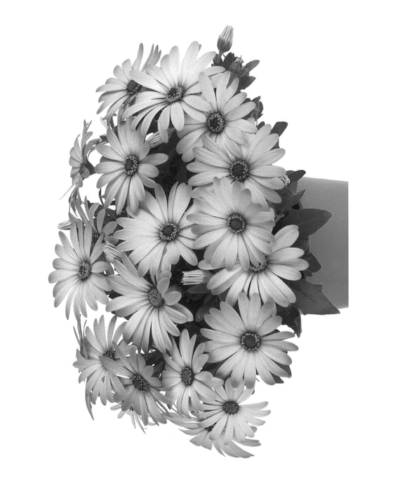 Figure 1 of US plant patent PP22667, the photograph of Duetiswila printed in the patent.