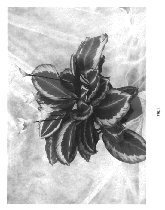 Figure 1 of US plant patent PP22669, the photograph of Cobra Pink printed in the patent.