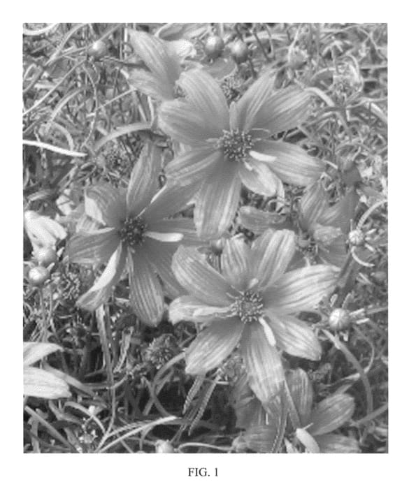 Figure 1 of US plant patent PP22670, the photograph of Sunset Strip printed in the patent.
