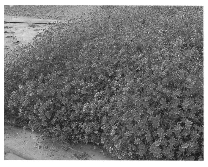 Figure 1 of US plant patent PP22671, the photograph of Show Stopper printed in the patent.