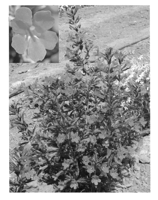 Figure 1 of US plant patent PP22672, the photograph of Minredda printed in the patent.