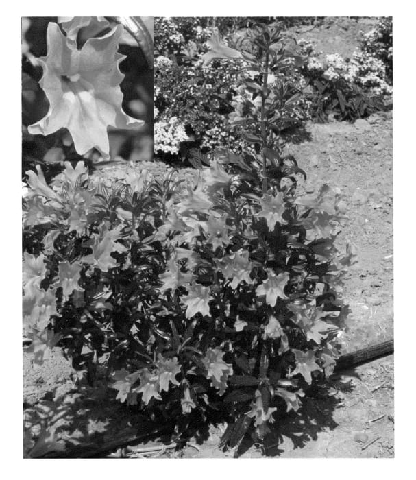 Figure 1 of US plant patent PP22673, the photograph of Mimapri printed in the patent.