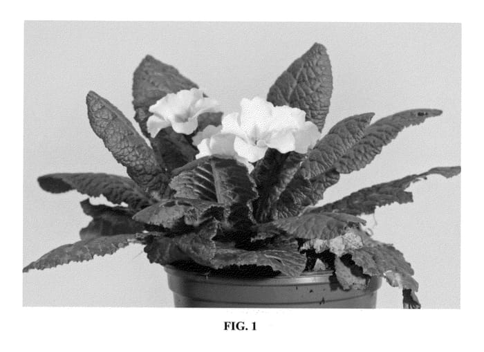 Figure 1 of US plant patent PP22674, the photograph of K 74 printed in the patent.