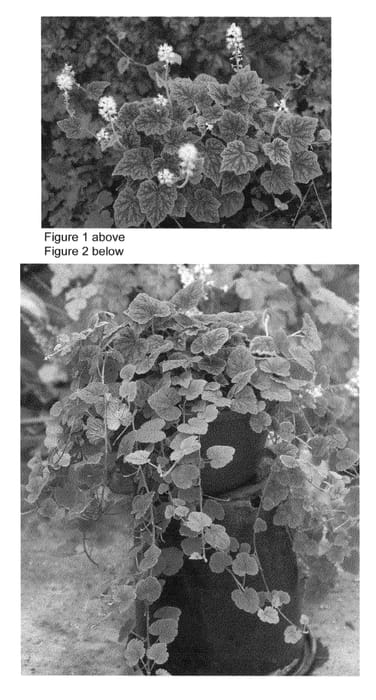 Figure 1 of US plant patent PP22675, the photograph of Appalachian Trail printed in the patent.